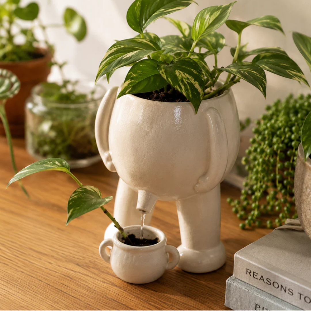 BloomBuddy